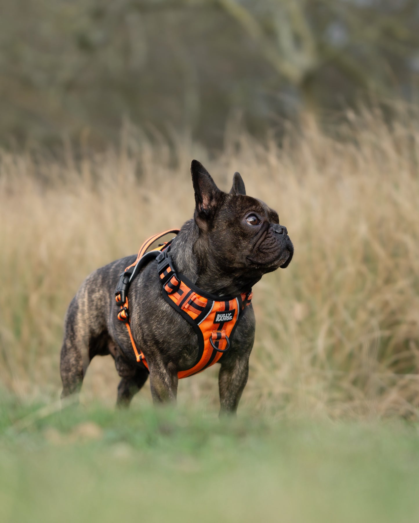 Trekkers Harness in Orange Stripe