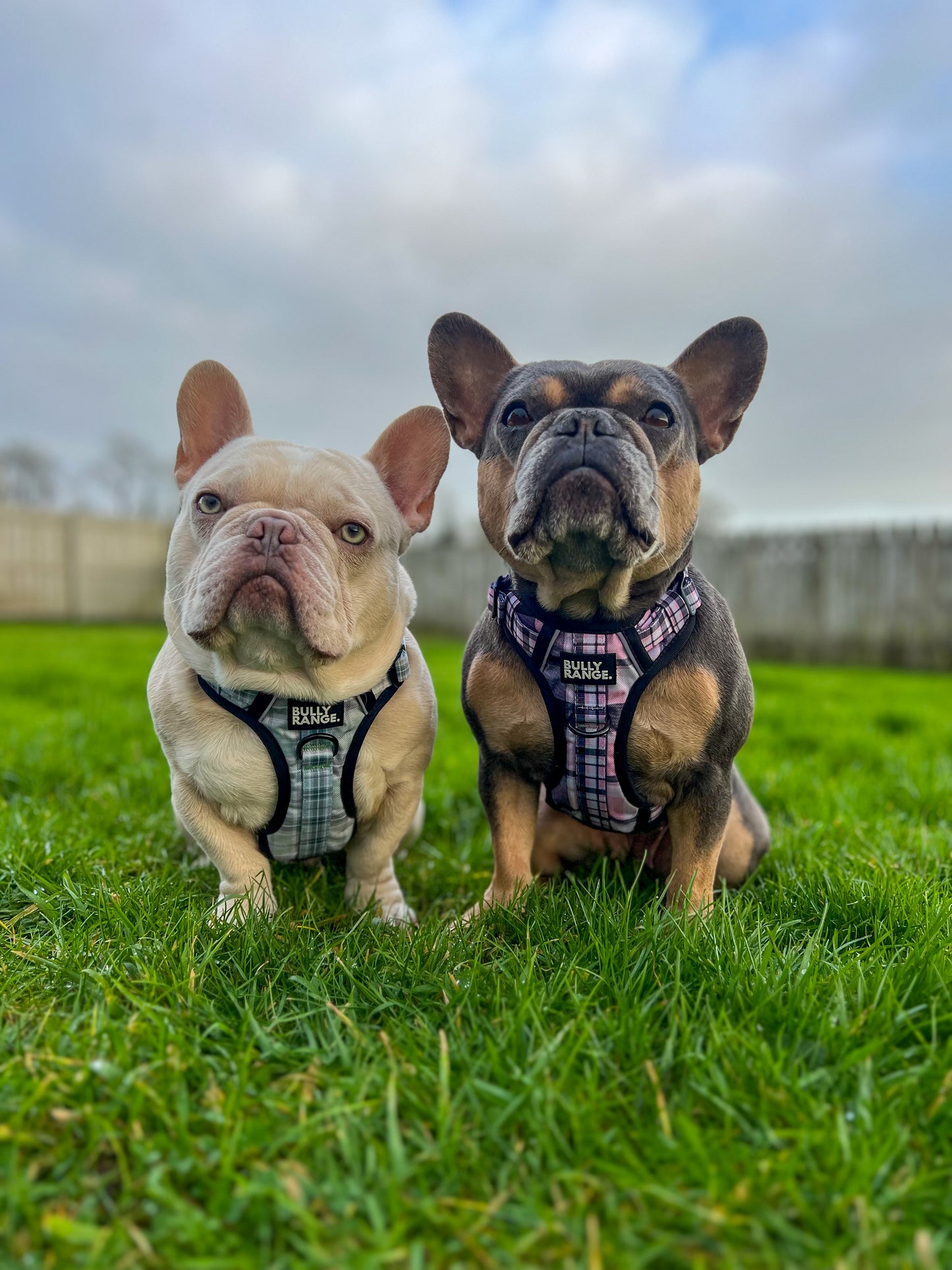 Trekkers Harness in Green Tartan