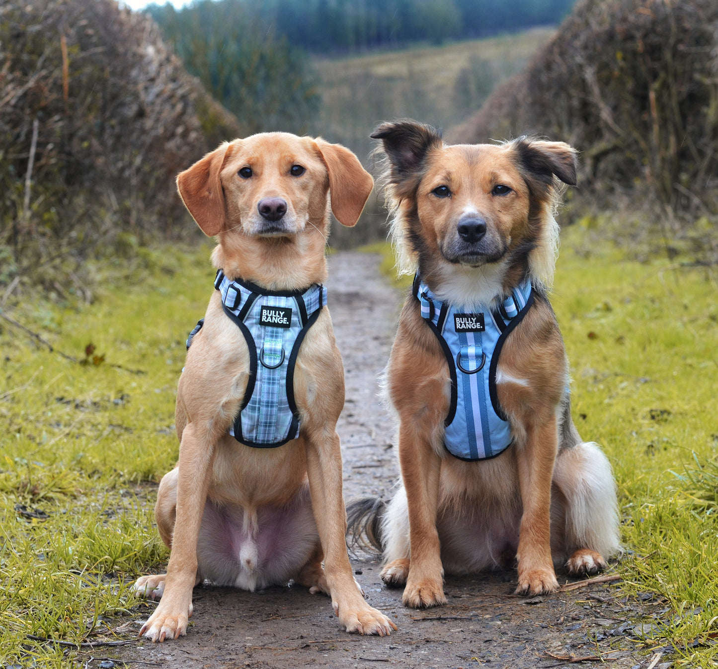 Trekkers Harness in Sky Blue Stripe