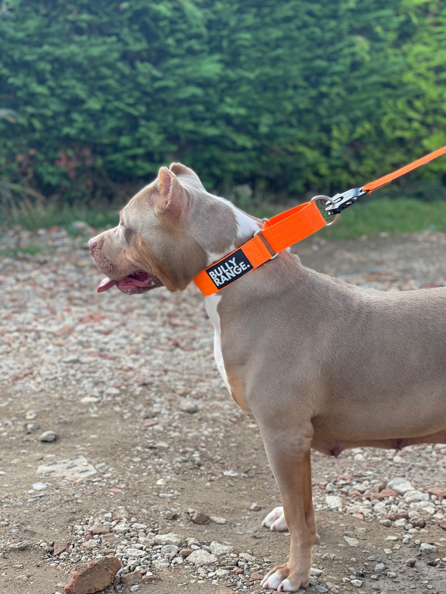 5cm - Martingale Collar in Mustard
