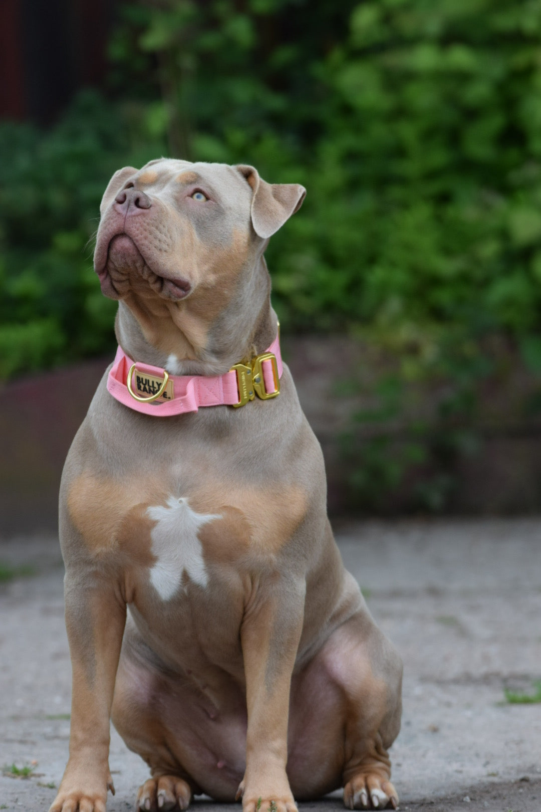 Anthracite Grey x Gold Collar