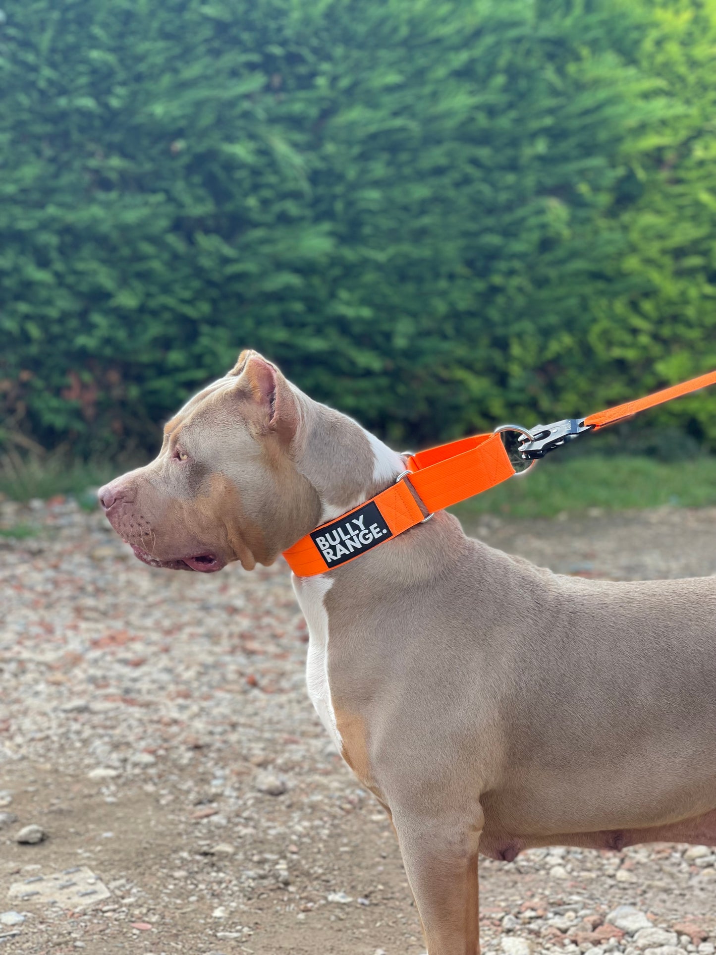 5cm - Martingale Collar in Neon Green