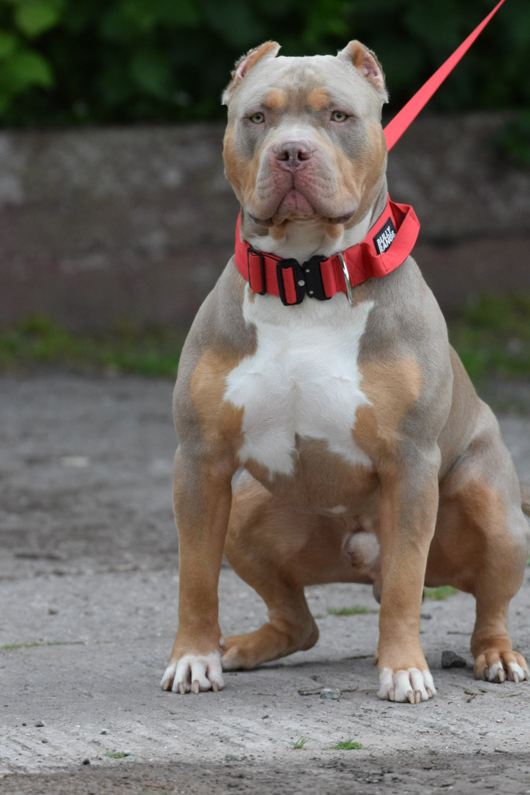 5cm - Forest Green Collar