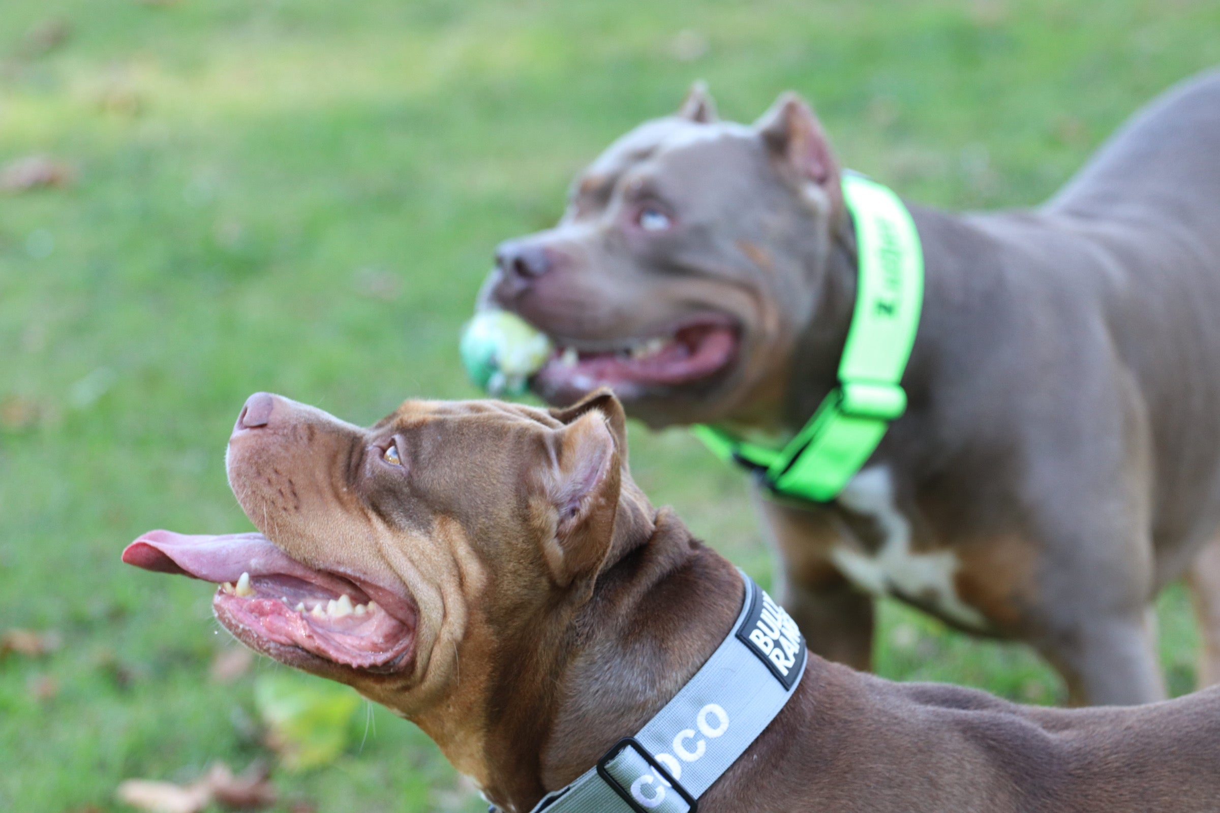 Bully puppy collars best sale