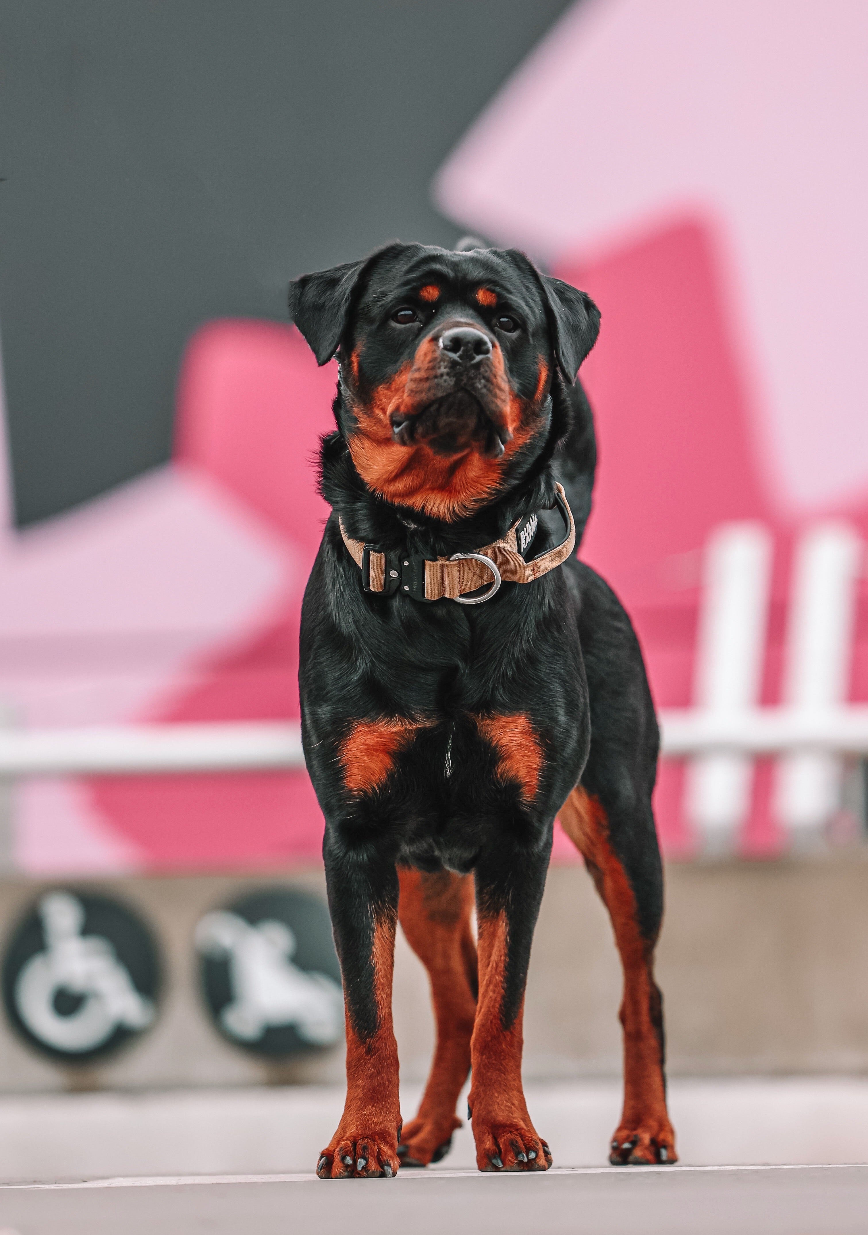 Sale – bullyrange