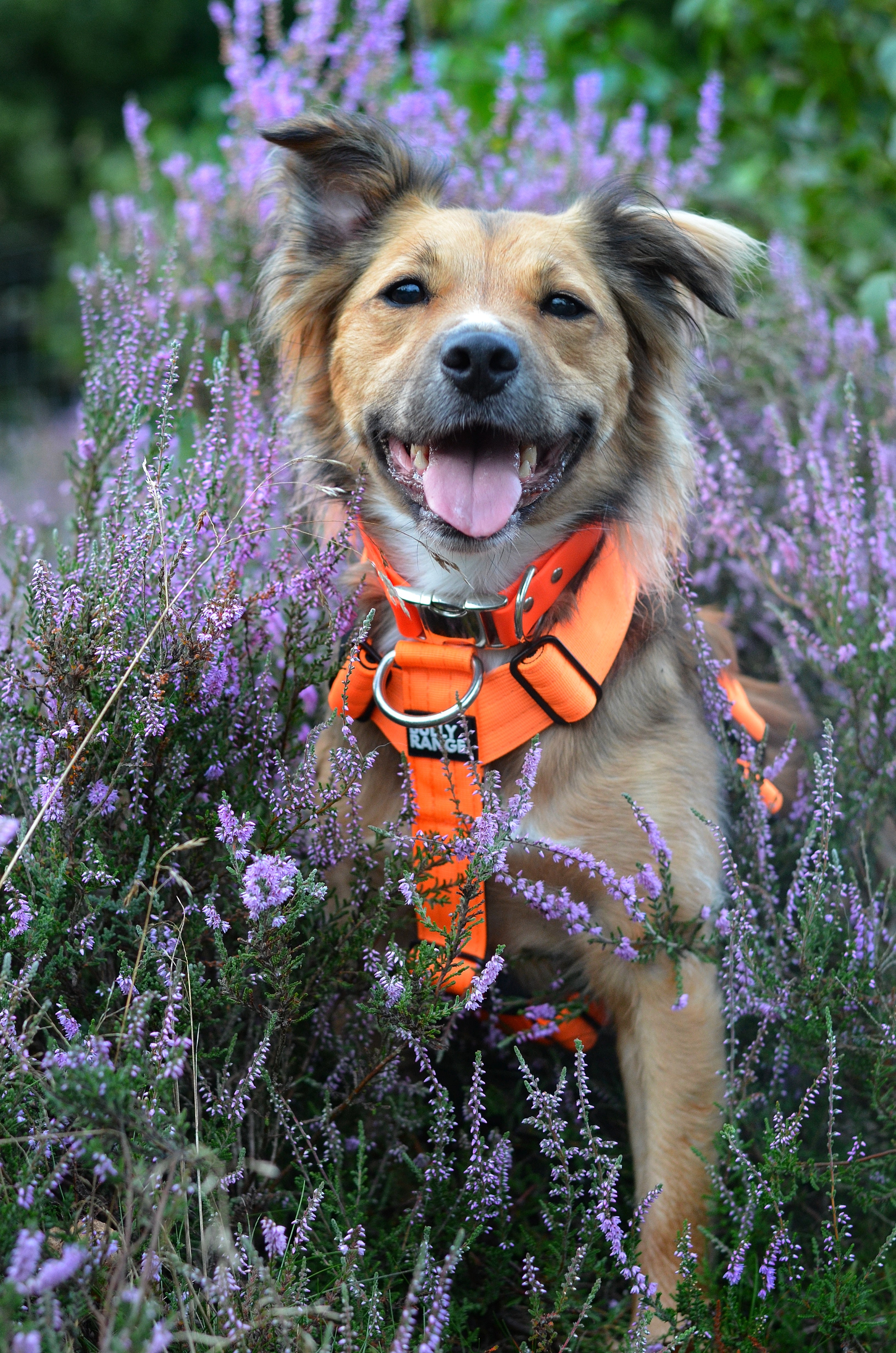 Bully Range - Dog Collars, Harnesses & Pet Accessories – bullyrange