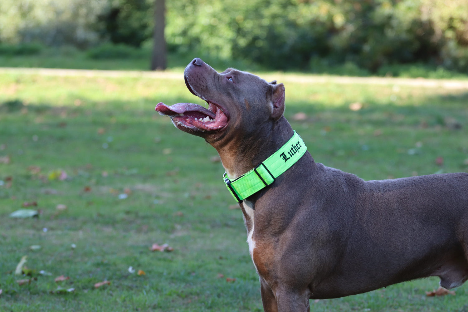 Bully Range - Dog Collars, Harnesses & Pet Accessories – bullyrange