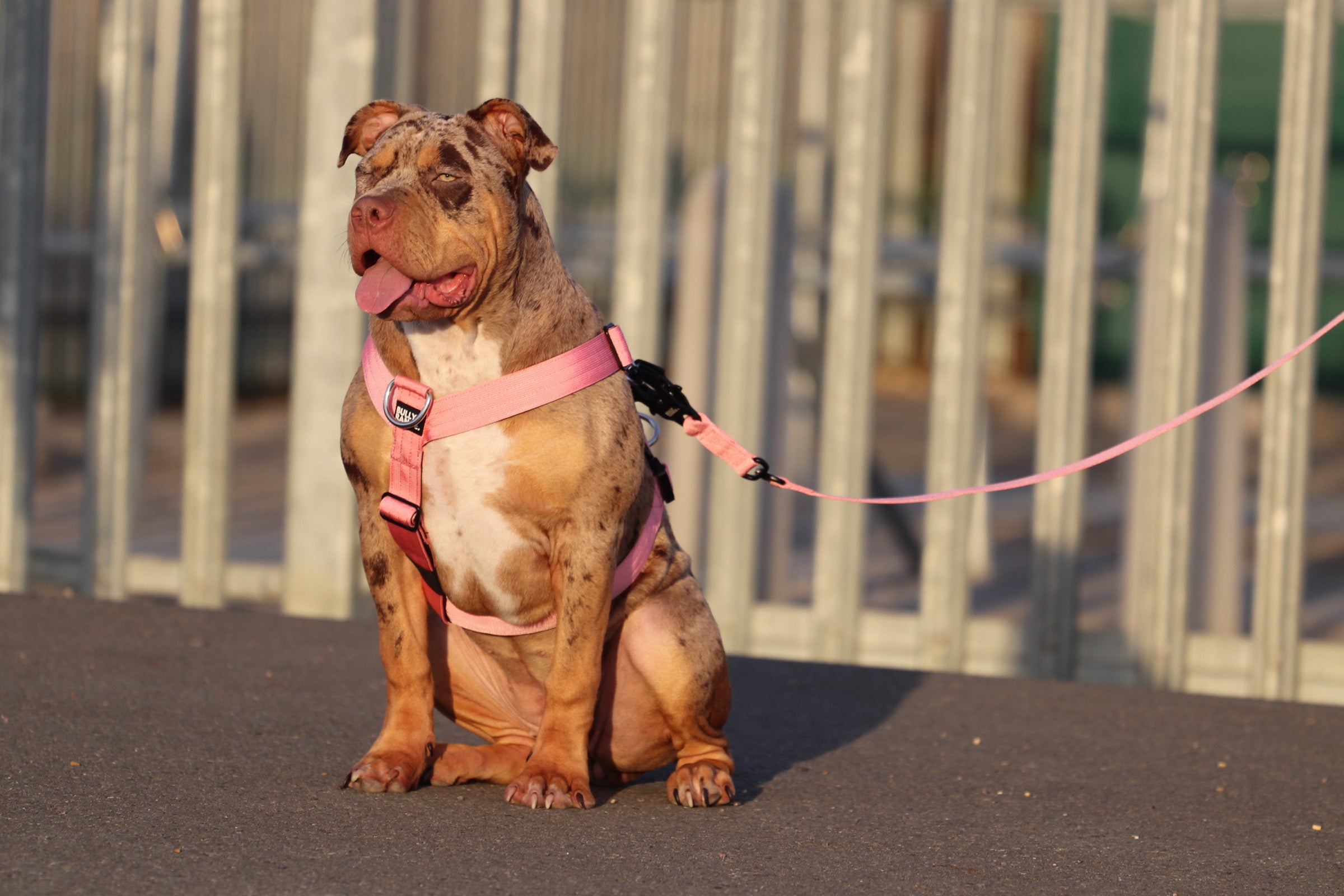 Pink no clearance pull dog harness