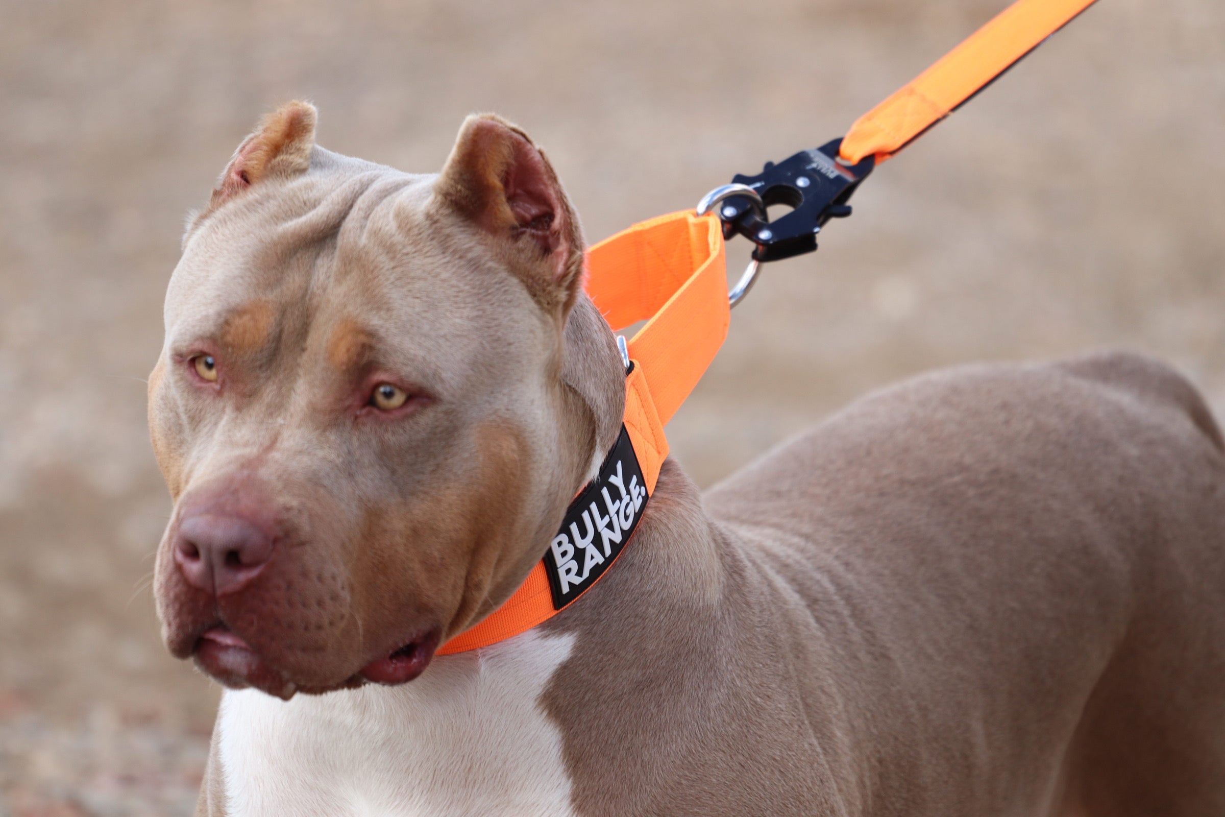 Martingale collar for outlet pitbull